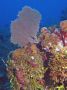 AmbergrisCaye05 - 027